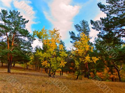 Autumn forest