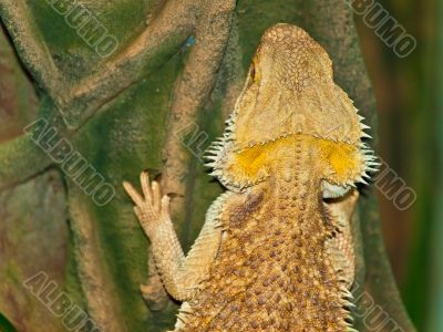 Lizard