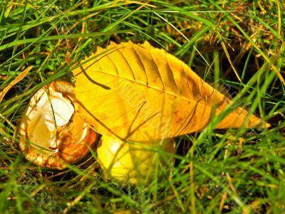chestnut