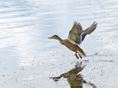 Wild duck flying