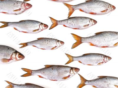 fish group