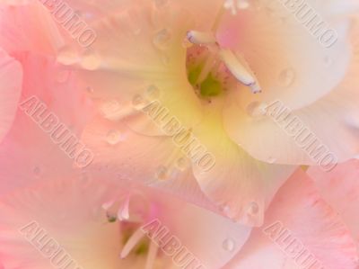 pink gladiolus