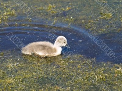 little swan