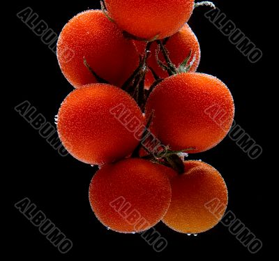 Branch of tomatoes cherry