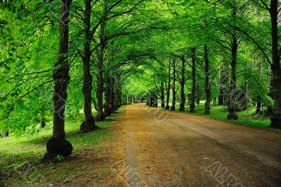 Road to park