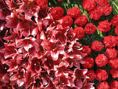 Bright red flowers with green leaves composition background