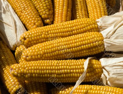 Yellow corn collection