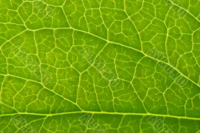 Green leaf background