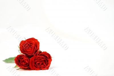 Beautiful roses on a white shiny background