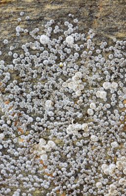 Sea animals - barnacle on a rock