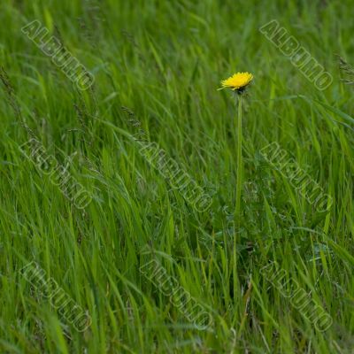 Lawn with one yellow dandelion