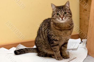 tabby grey cat