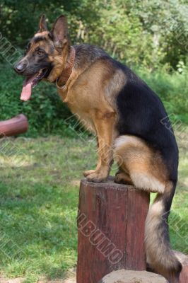 German shepherd