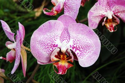 Orchid