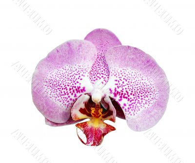 Orchid