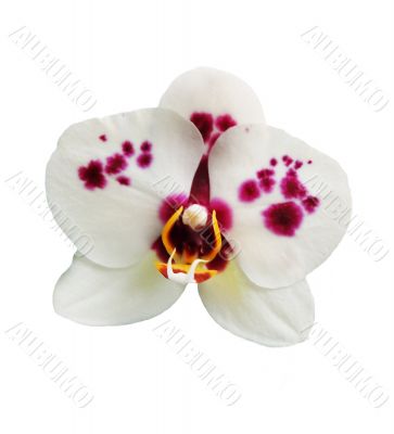 Orchid