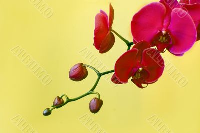 Pink orchids