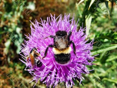 Bumblebee and bee
