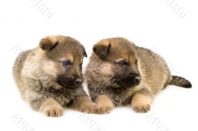 two sheep-dogs puppys isolated on white background