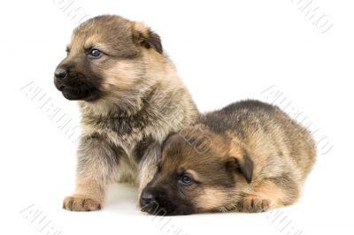 two sheep-dogs puppys isolated on white background