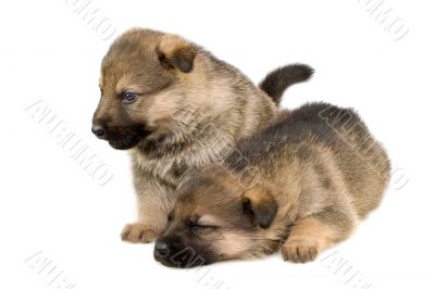 two sheep-dogs puppys isolated on white background