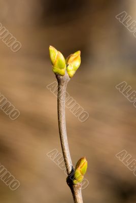 buds on a branch