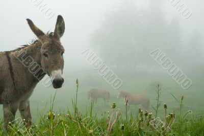 Donkey and the Mist