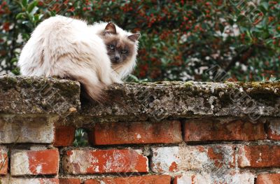 cat on brick wall