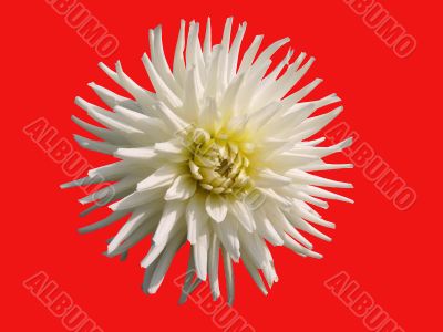 White aster on a red background