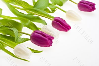 tulips