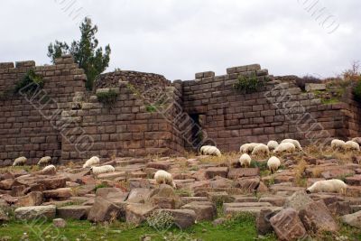 Wall and sheep