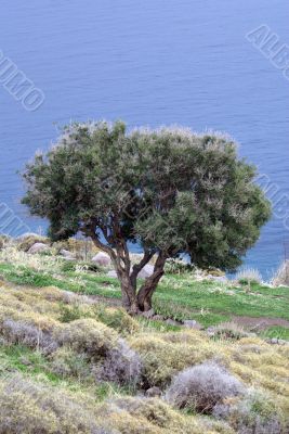One tree