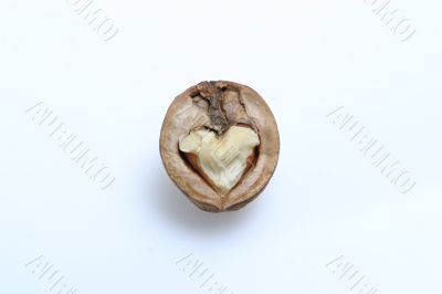 isolated walnut
