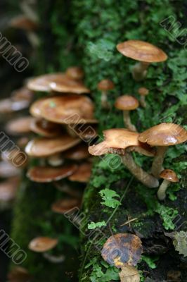 Mushrooms