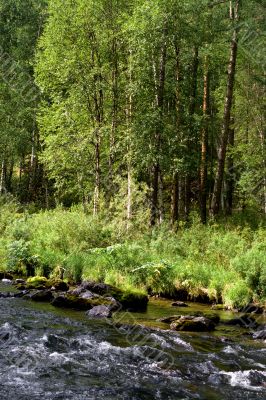 river and trees