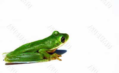 Green frog