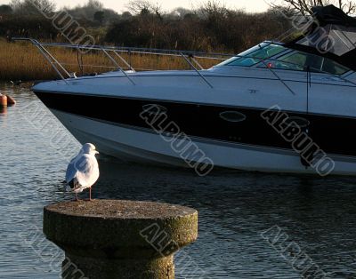 seagull and passing boat