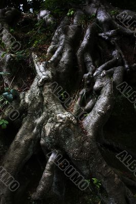 tree roots