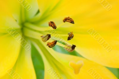 The yellow lily with brown stamens macro