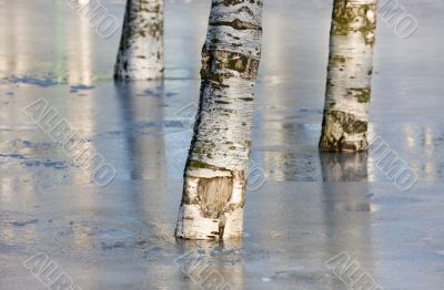 Three birches