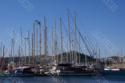 Seagull and boats
