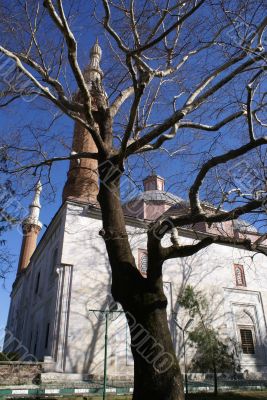 Tree and mosque
