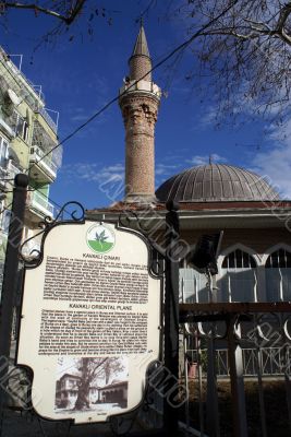 Kavakli Chinari