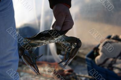 Crab