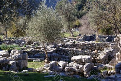 Olive trees