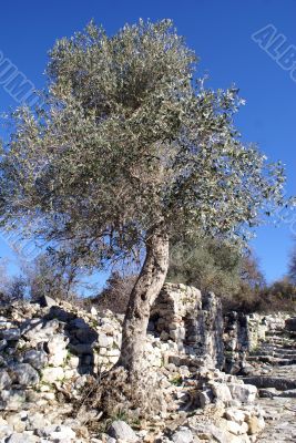 Olive tree