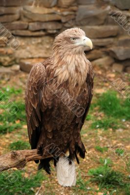 Eagle burial