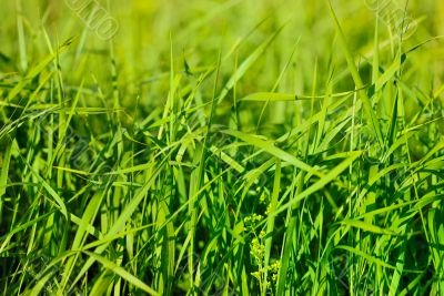 Green grass
