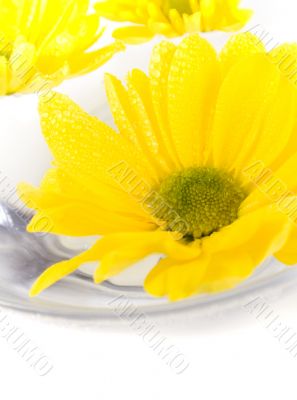 yellow flowers closeup