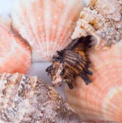 shells background